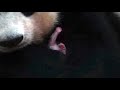 World's heaviest captive giant panda cub born in Sichuan