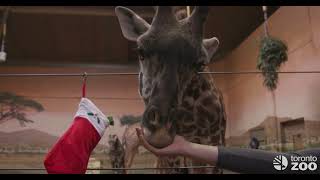 Toronto Zoo Animal Christmas Morning