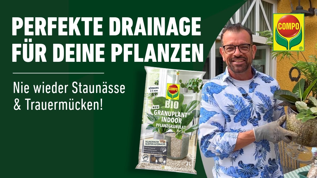 silphie saatgut Silphie Saatgut: Robuste Donau-Silphie für deinen Garten