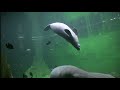 Africarium in Wroclaw Zoo - virtual trip