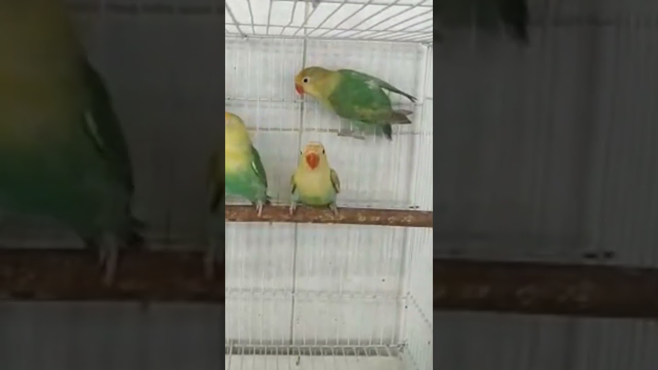 Beautiful African love birds 1 YouTube