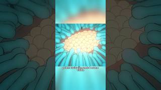 This Is The Pollination Process Of The Stone Flower