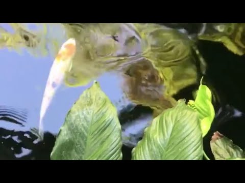 Relaxation - Koi Fish Pond with Nature and Water Sounds - YouTube