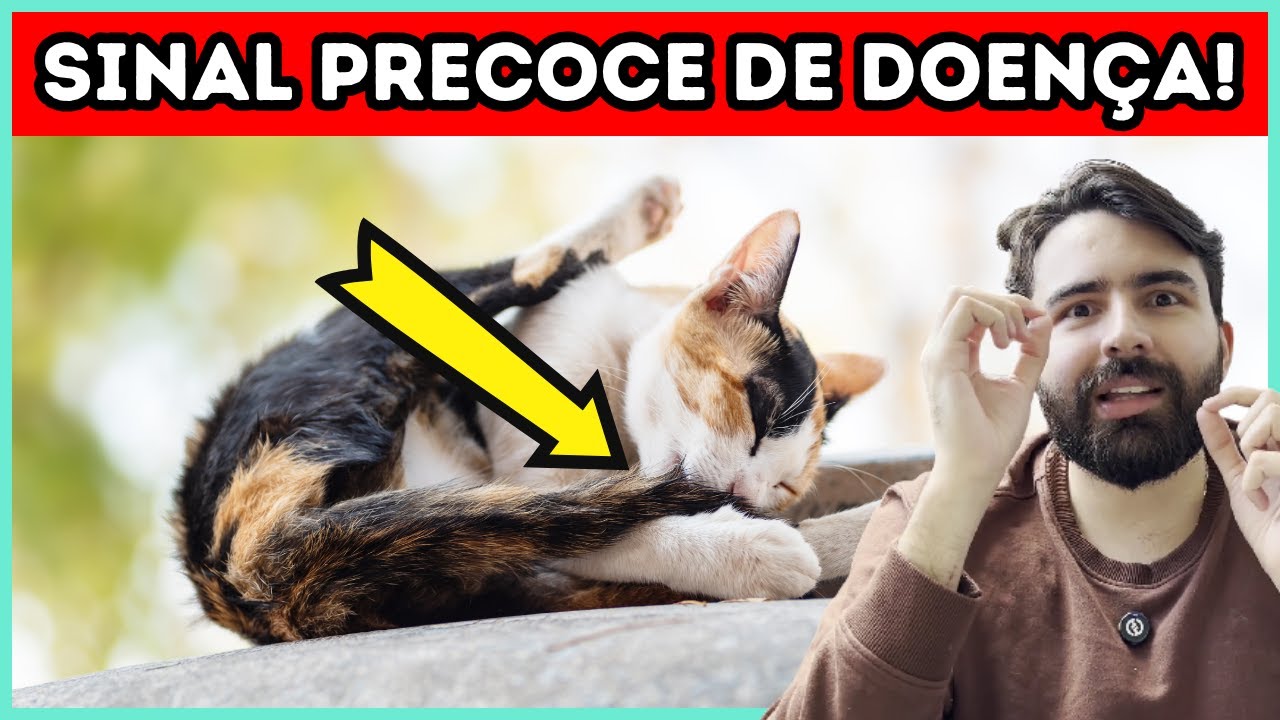 Os 8 Sinais MAIS PRECOCES Que Seu Gato Está DOENTE!