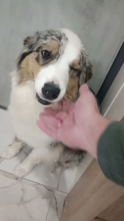 такой маленький щеночек вырастет в большуууую собаку☺🐶 - YouTube