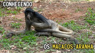 Cria de Macaco-aranha - 2022