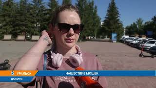 НАШЕСТВИЕ МОШЕК