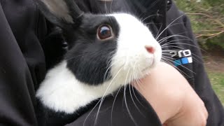 Rabbit Vlog: Going Outside