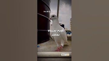 Thumbnail of vellai pura ondru song whatsapp status #lyrical_status #Shorts #shortsvideo
