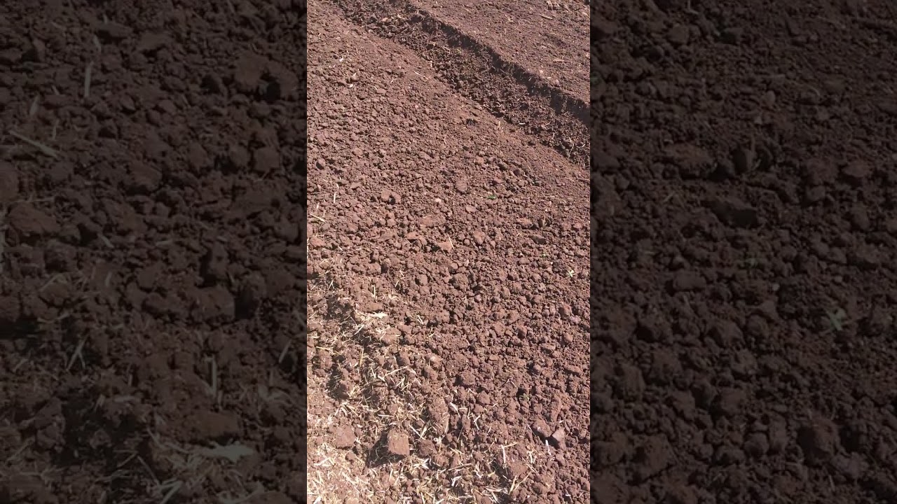 Results of DIY bed former for Cosmo Bully Rotary Hoe