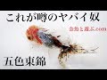 金魚のスーパースター！志村産の五色東錦 と上物市の東錦だ！
