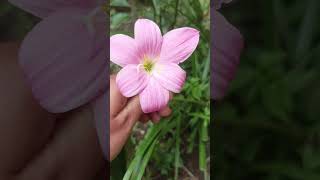 most beautiful Rain Lily short# flowers #garden