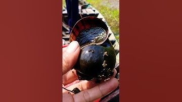 Con Ốc Bươu Vàng Siêu Khủng