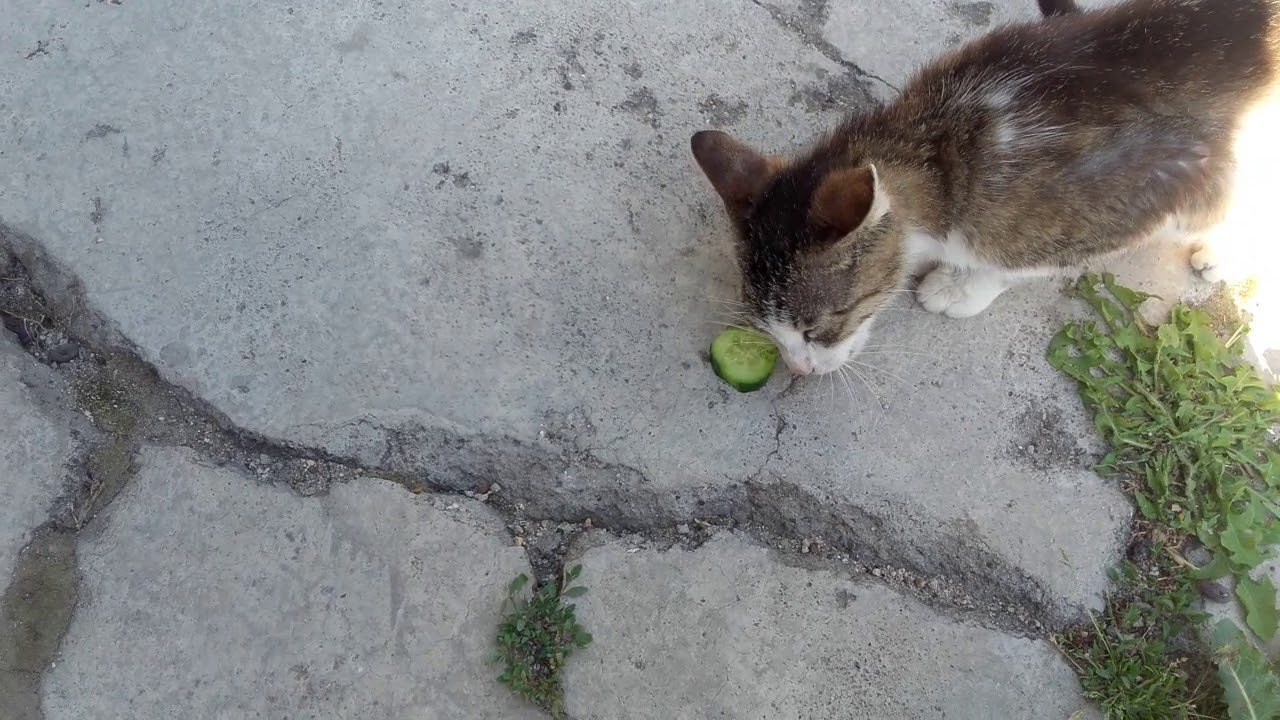Salatalık yiyen kedi YouTube