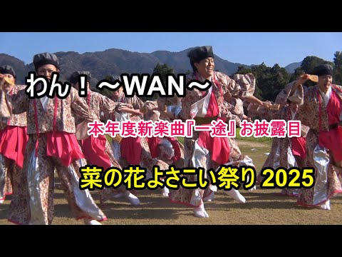 4K わん！〜WAN〜　本年度新楽曲『一途』お披露目   川棚菜の花よさこい祭り 2025