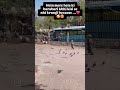 #cutebaby #viral #love #trending #cute #shortsvideo #shorts #viralvideo #trendingshorts #jaipur#fun