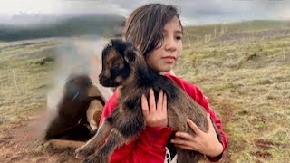 Nessa and Her Sister Playing with Baby Goats