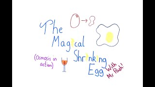 Experiments at Home! Magical Shrinking Shell-less Egg (Osmosis)