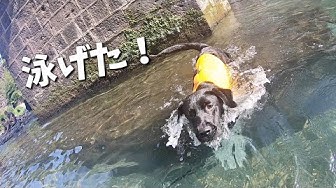 犬川遊び Youtube