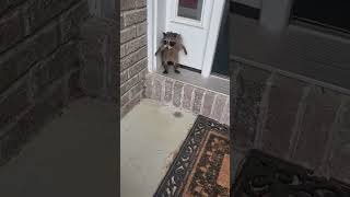 Woman Finds Wet Rac Looking For Help On Her Doorstep