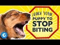 How to Stop A Puppy From Biting How to Stop A Puppy From Biting