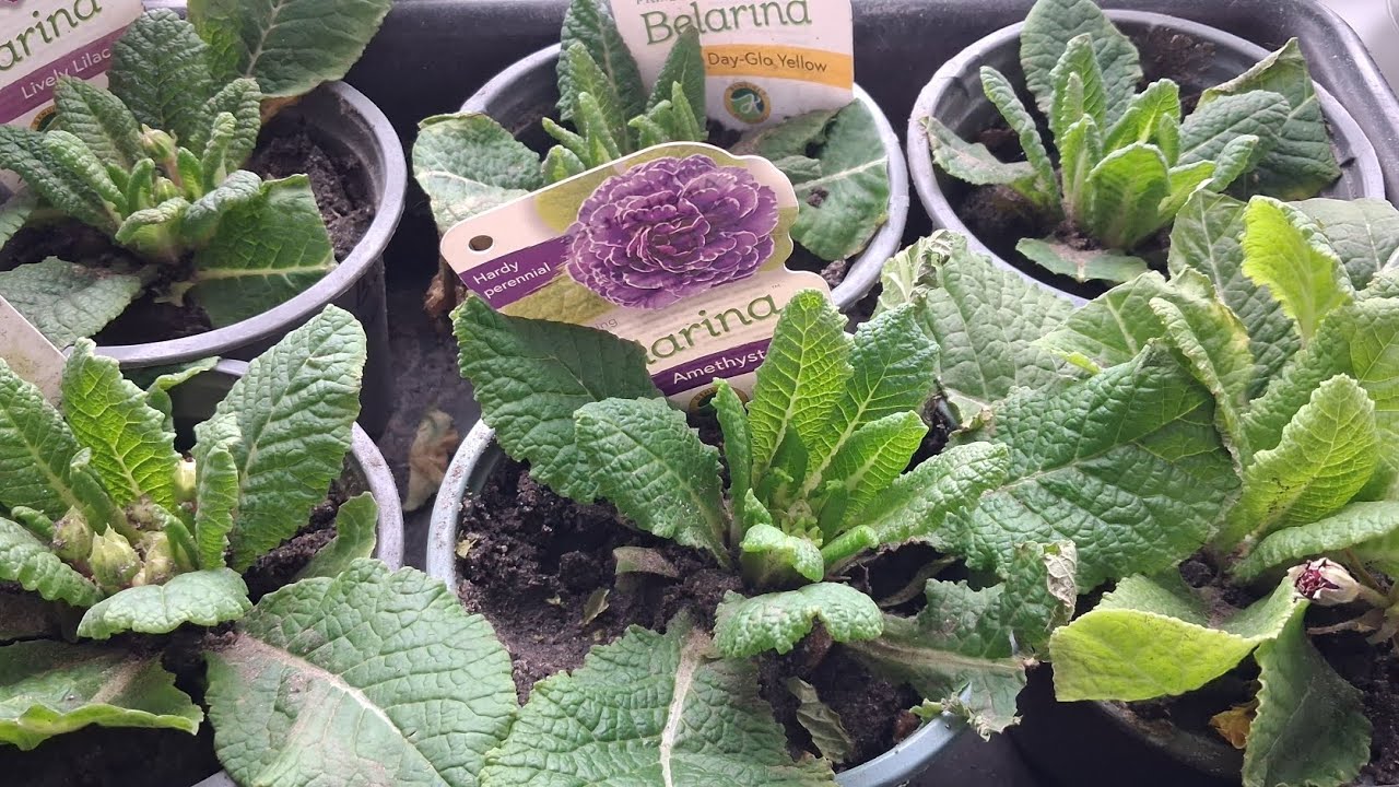 Весна близько 🫠🌱☘️🌿 Огляд насіння і добрив на поточний сезон