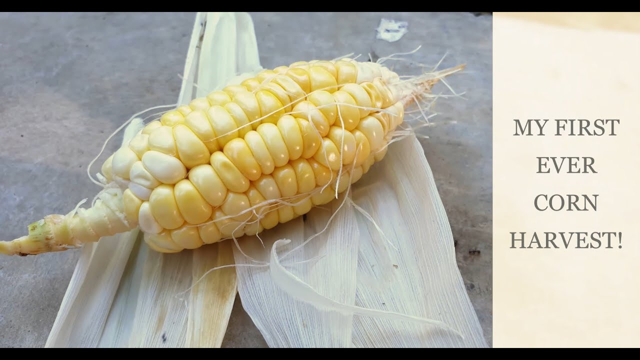 how-to-grow-and-harvest-corn-organically-grown-corn-youtube