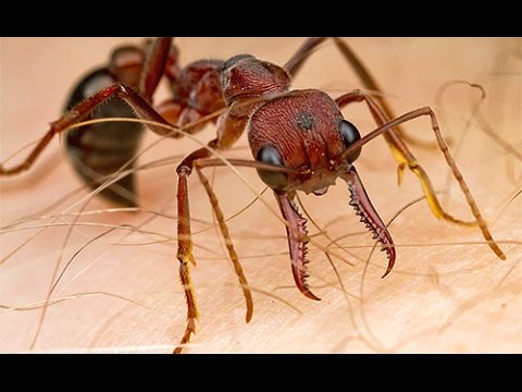 Муравьиная ферма / Ants Farm - 2я часть / Жизнь муравьев