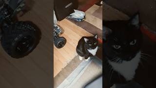 Daffodil Kitten Wants Her Zip Tie Time