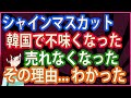 【衝撃 報道されないあの話】シャインマスカット 韓国で不味くなった 売れなくなったその理由