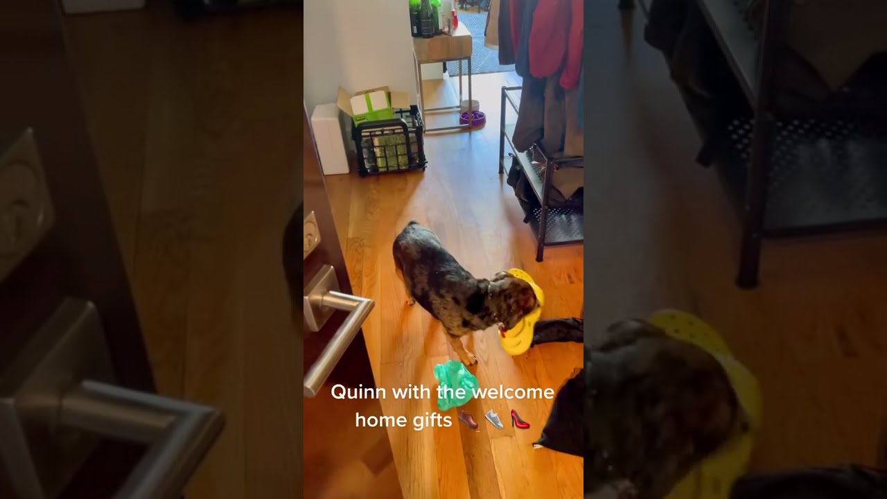 Sweet dog has welcome home gifts for owners!