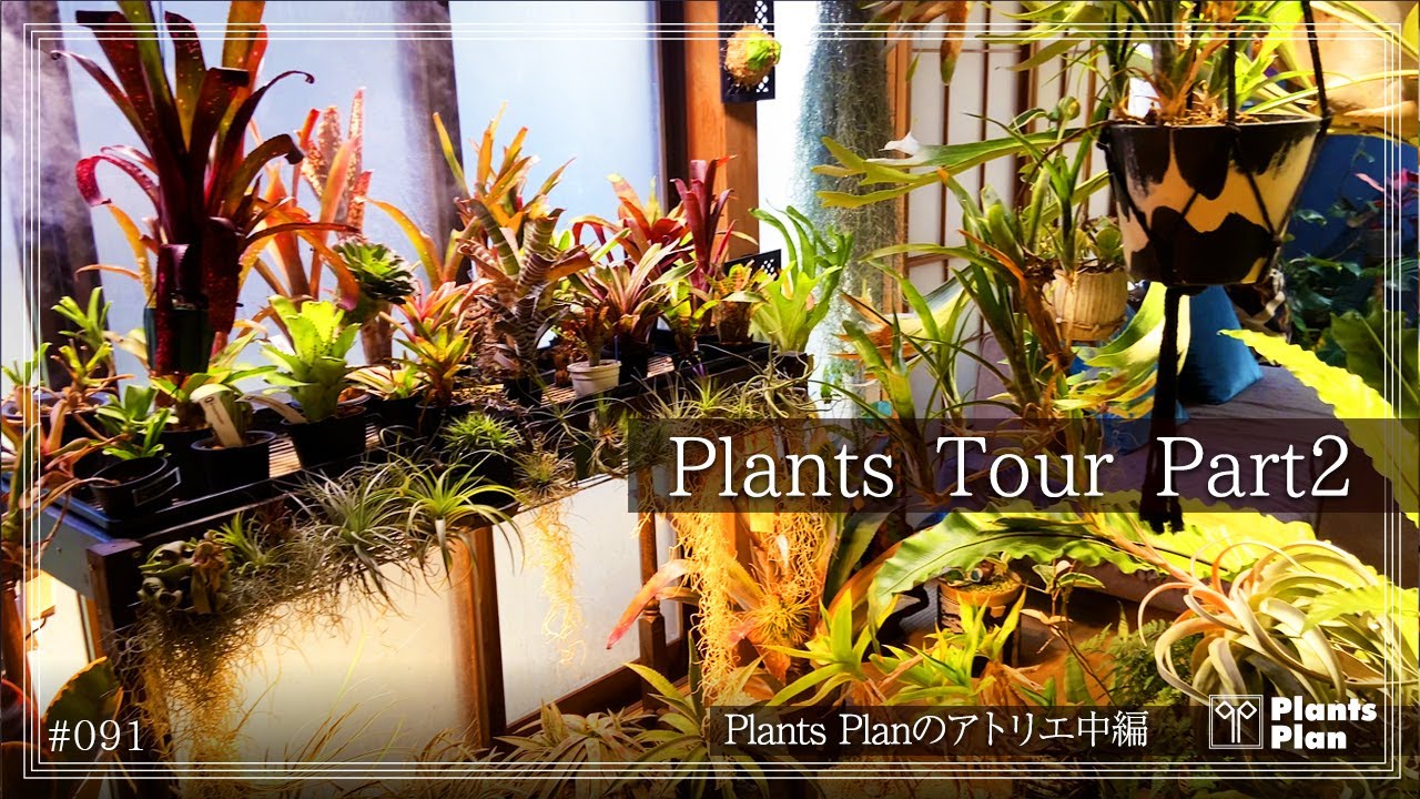 【Plants Tour 中編】アトリエの植物たちを一年ぶりに紹介｜植物に囲まれた空間