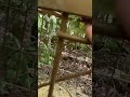 三生式箱罠捕獲の瞬間