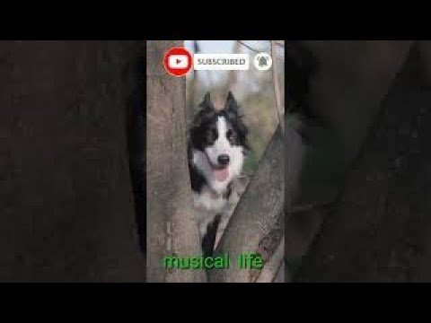 Video: Ինչու է շունը շատ շնչակտուր: