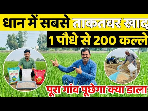 धान में कल्ले बढ़ाने का फार्मूला | Dhan Me Kalle Kaise Badhaye | Dhan Ki Kheti Kaise Kare |