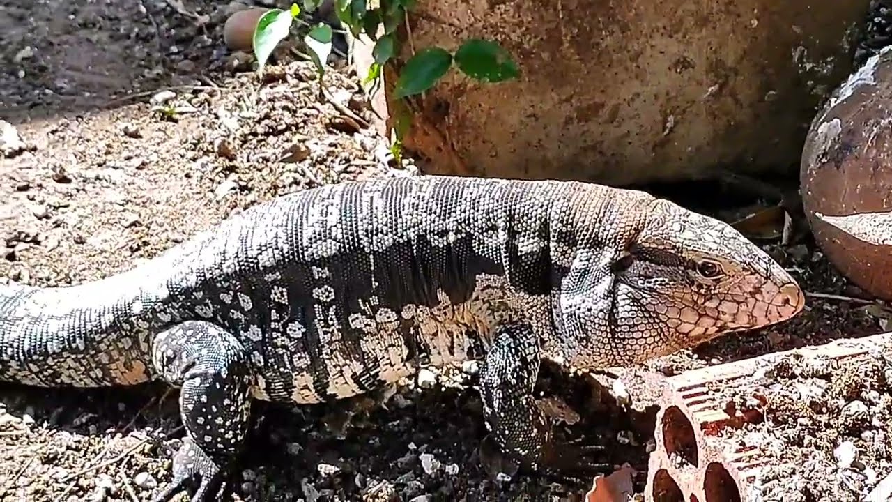 Olha !!!! Quem saiu do buraco 😰 e trouxe a companheira 🐊 #teiu