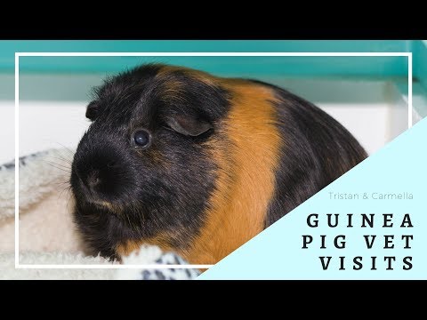 vets that take guinea pigs