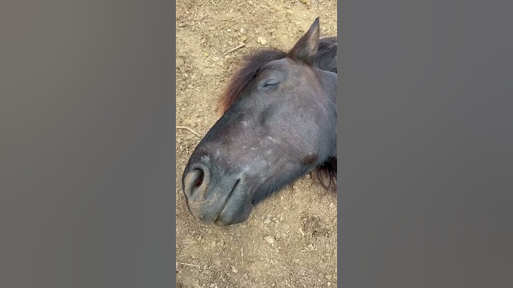 Thyra says it's too early😴 #shorts #horse #farming