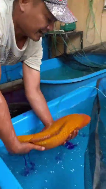 Ikan koi Jumbo Lagi