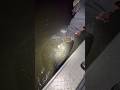 44LB CALIFORNIA STRIPER