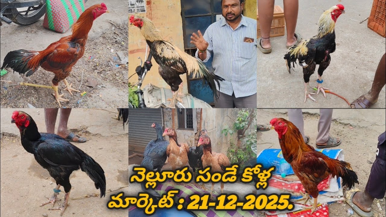 నెల్లూరు సండే కోళ్ల మార్కెట్ : 21-12-2025 #aseelmarket #nelloresundaykollamarket #venkyberasatv