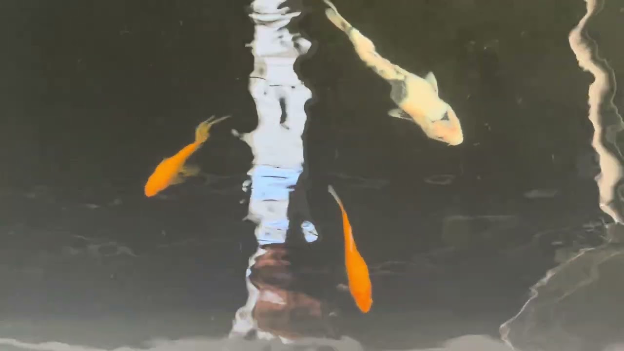 愛知県愛西市【金魚・錦鯉専門店 丸富】