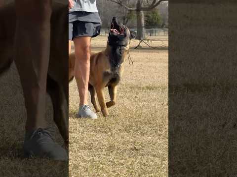 Qurra heeling #protectiondog #dogtraining