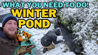 Your Pond Fish Won't Survive Winter Without This