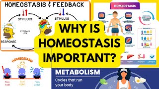 Why is Homeostasis important CBD Explained Vijaya Sanskriti Part 3