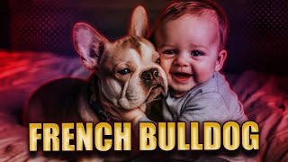 French Bulldogs: A Delightful Journey with Dog Powwow by Dog Powwow 195 views 2 months ago 2 minutes, 13 seconds
