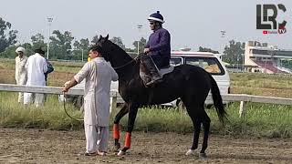 Racehorse Starting Gates Practice