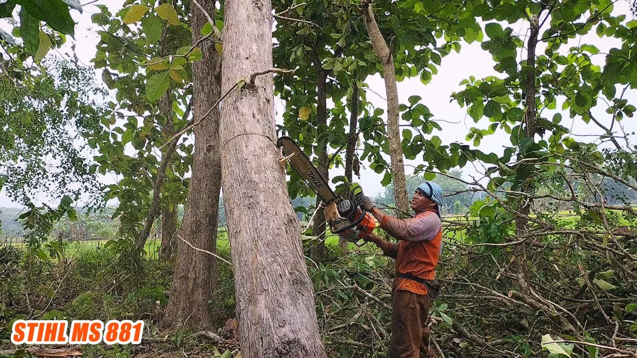 dangerous..!! Teak tree felling stuck stihl chainsaw ms 881 YouTube