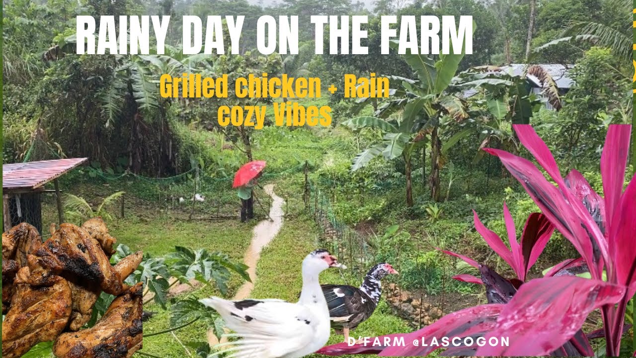 Rainy Day sa Farm + Inihaw na Chicken! 🔥🌧️”