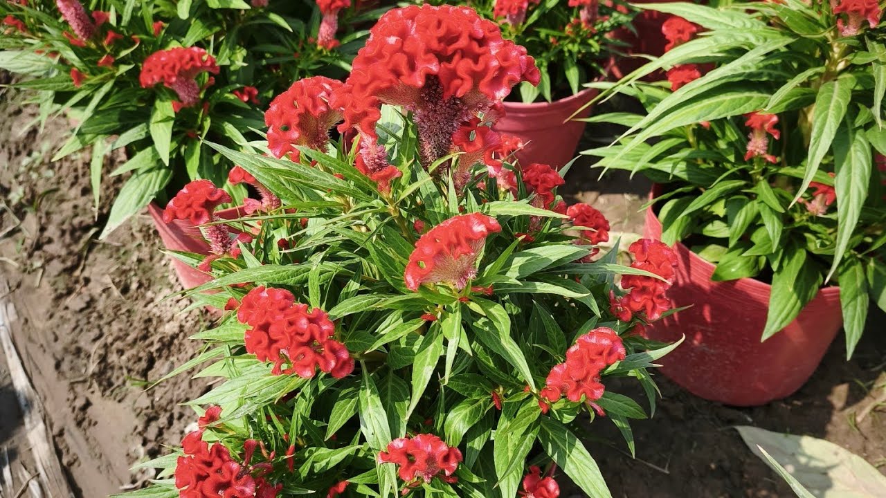 TRỒNG HOA TẾT 2026 TRANH THỦ LÃI CHÈO HOA VẠN THỌ 10/12/2026